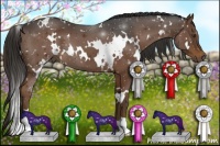 Horse Color:White Spotted Liver Chestnut 