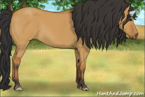 Horse Color:Bay Dun 