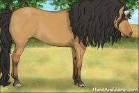 Horse Color:Bay Dun