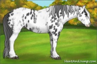Horse Color:White Spotted Black Appaloosa 