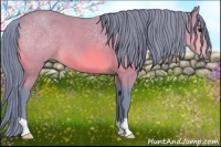 Horse Color:Watercolor Bay 