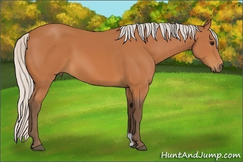 Horse Color:Silver Bay 