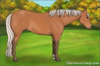 Horse Color:Silver Bay 