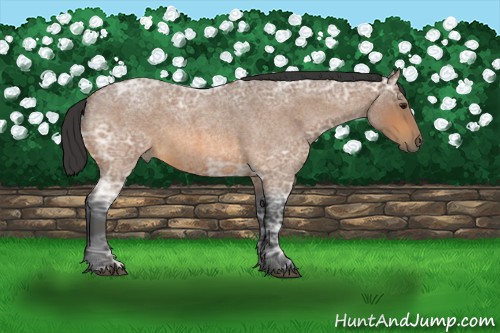 Horse Color:Buckskin Ice Roan 