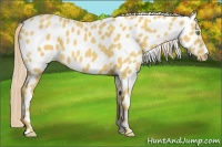 Horse Color:Gold Cream Champagne Appaloosa 