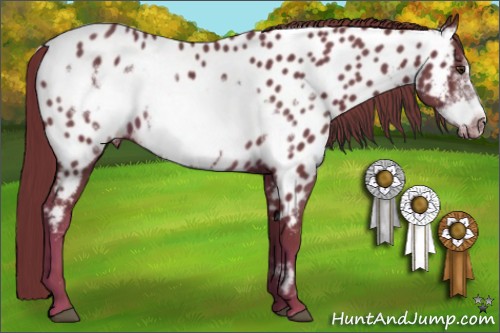 Horse Color:Chestnut Frame Appaloosa 