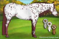 Horse Color:Chestnut Frame Appaloosa 