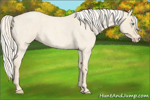 Horse Color:Cremello Roan 