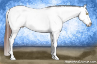 Horse Color:Amber Champagne Near Leopard and Bay Near Leopard