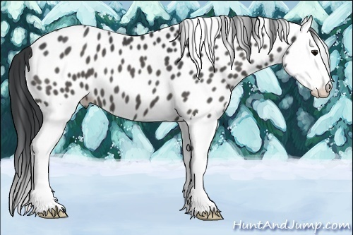 Horse Color:Black Splash Appaloosa 