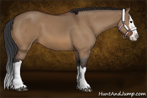 Horse Color:Bay Dun Splash