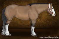 Horse Color:Bay Dun Splash