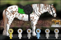 Horse Color:Chestnut Appaloosa