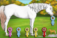 Horse Color:Amber Champagne Leopard and Amber Champagne Leopard