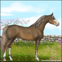 Horse Color:Chocolate Palomino Sabino 