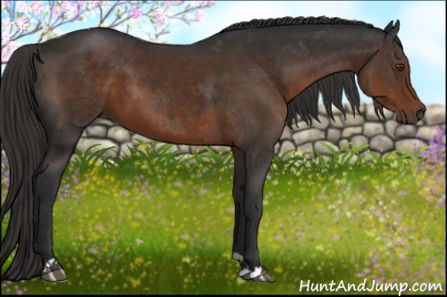 Horse Color:Liver Chestnut 