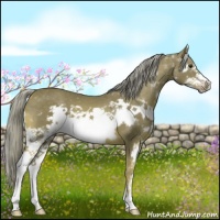 Horse Color:Chocolate Palomino Splash Frame 
