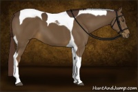 Horse Color:Liver Chestnut Tobiano 