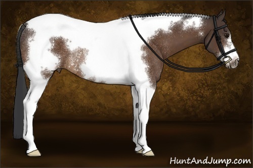 Horse Color:Brown Tobiano Frame Rabicano 