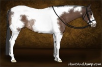 Horse Color:Brown Tobiano Frame Rabicano