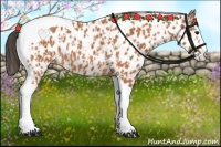 Horse Color:Bay Splash Tobiano Appaloosa  and Bay Splash Tobiano Appaloosa 