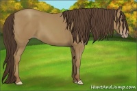 Horse Color:Classic Champagne 