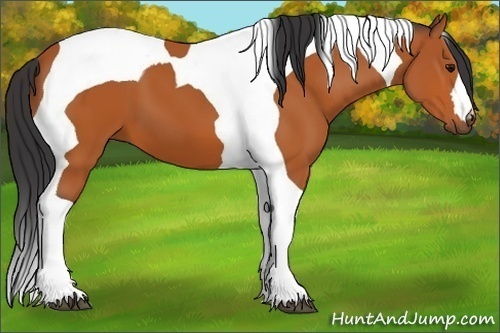 Horse Color:Bay Tobiano 