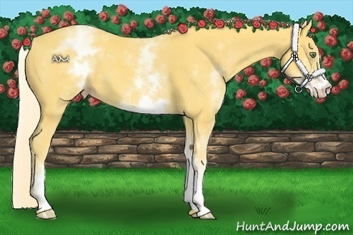 Horse Color:White Spotted Gold Cream Champagne 