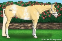 Horse Color:White Spotted Gold Cream Champagne 