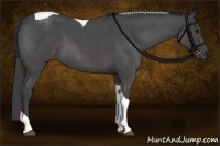 Horse Color:Smoky Blue Roan Tobiano 