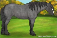 Horse Color:Smoky Blue Roan 