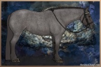 Horse Color:Smoky Blue Roan 