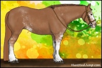 Horse Color:Chestnut Sabino