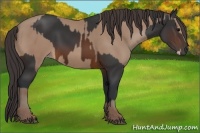 Horse Color:Brown Rabicano and Sable Champagne Rabicano