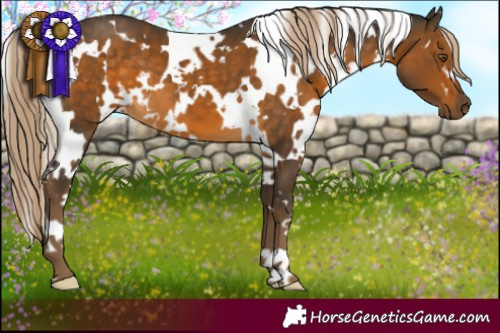 Horse Color:White Spotted Chocolate Palomino 