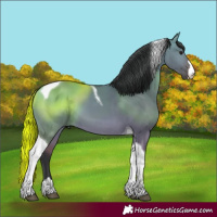 Horse Color:Bay Dun Tobiano 