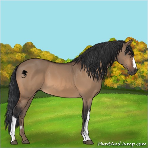 Horse Color:Bay Dun 