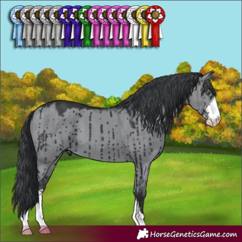 Horse Color:Grullo Chinchilla Sabino Brindle 