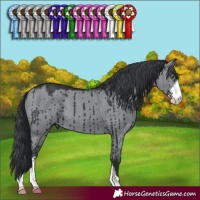 Horse Color:Grullo Chinchilla Sabino Brindle 