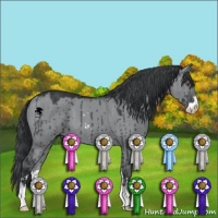 Horse Color:Grullo Chinchilla Sabino Brindle 