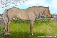 Horse Color:Chocolate Palomino Roan 