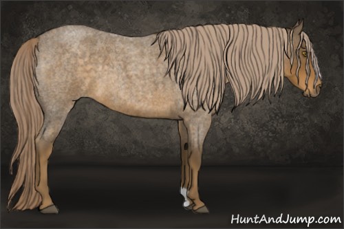 Horse Color:Chocolate Palomino Roan 