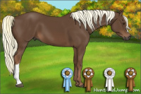 Horse Color:Gray Chestnut Mushroom
