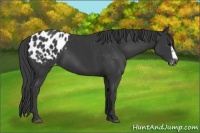 Horse Color:Black Splash Frame Appaloosa