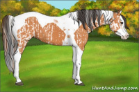 Horse Color:Bay Splash Tobiano Blanket  and Bay Splash Tobiano 
