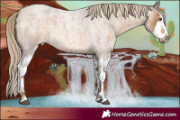 Horse Color:Chocolate Palomino Roan Splash