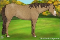 Horse Color:Classic Champagne Rabicano 