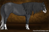 Horse Color:Blue Roan Splash 