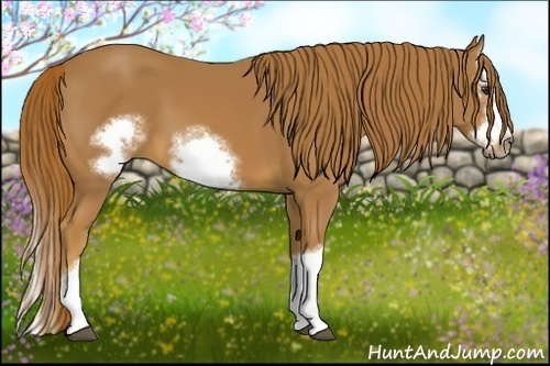 Horse Color:Chestnut Splash Frame