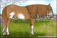 Horse Color:Chestnut Splash Frame